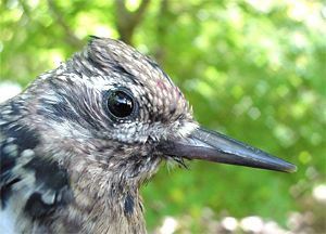 Yellow-bellied Sapsucker, immature