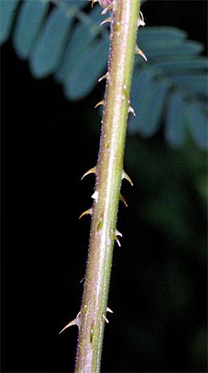 Mimosa microphylla, Little-leaf Sensitive Brier