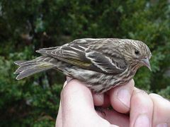 Pine Siskin