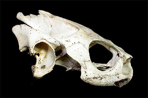 Turtle Skull