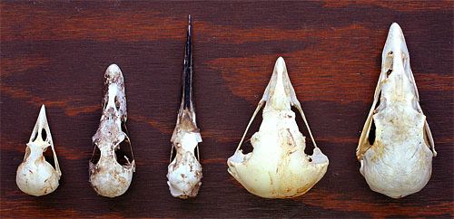 bird skulls