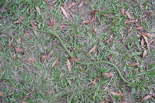 Rough Green Snake, Opheodrys aestivus