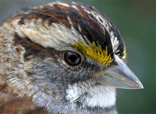 2013 Bird Banding Results Better Than Last Year But Still Below Average