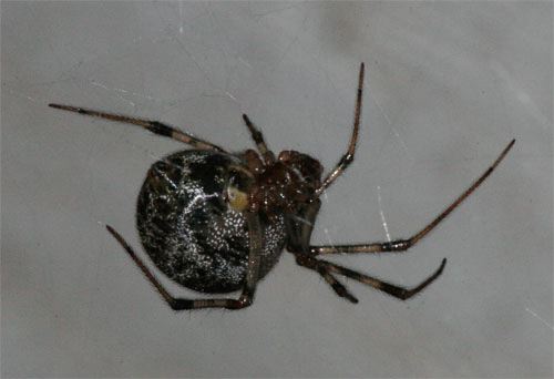 house spider bites pictures. where the spider bites and