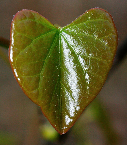 Large+heart+shaped+leaf+tree