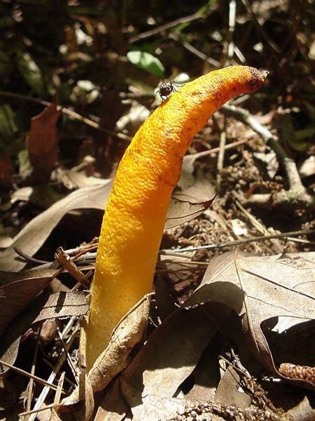 Elegant Stinkhorn