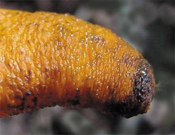 Elegant Stinkhorn