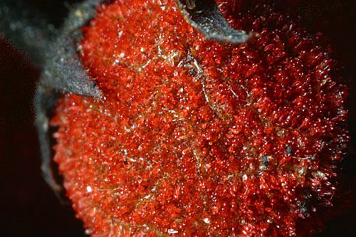 Like Poison Sumac, our other poison sumac rash images. Like Poison Sumac, our other