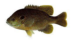 Green Sunfish, Lepomis cyanellus