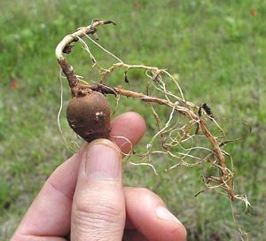 Schweinitz's Sunflower, Helianthus schweinitzii, tuberous rhizome