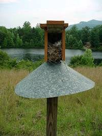 Tree Swallow nest in nestbox
