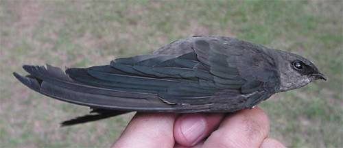 Chimney Swift (Chaetura pelagica)