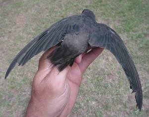 Chimney Swift (Chaetura pelagica)