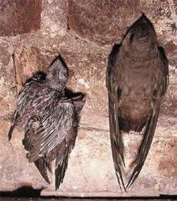 Chimney Swift (Chaetura pelagica)