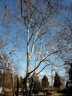 American Sycamore, Platanus occidentalis