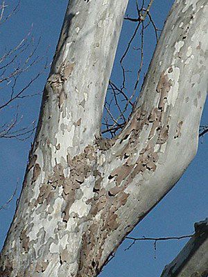 American Sycamore, Platanus occidentalis