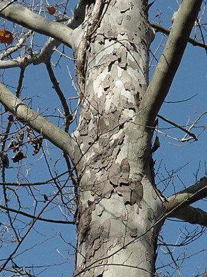 American Sycamore, Platanus occidentalis