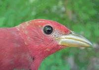 summer tanager (second-year male)