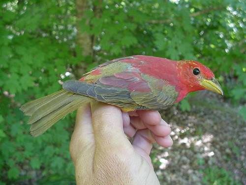 summer tanager (second-year male)