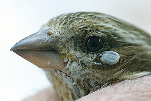 Purple Finch Winter