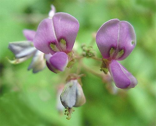 Desmodium flower