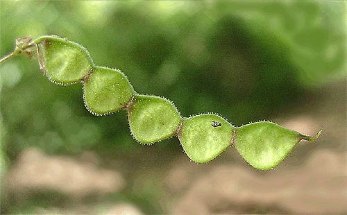 Desmodium seedpod