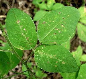 Desmodium leaf