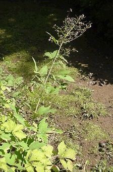 Desmodium plant