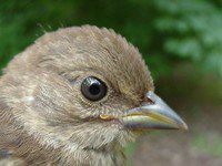 Eastern Towhee fledgling female