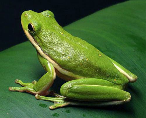 The Green Treefrog is the state amphibian 