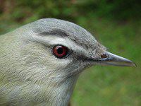 Red-eyed Vireo, Vireo olivaceous