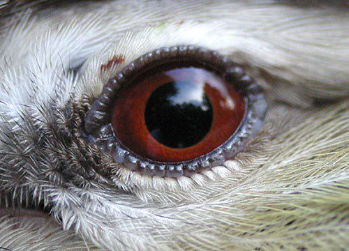 The "Eyes" Have It (Bird Eyes)