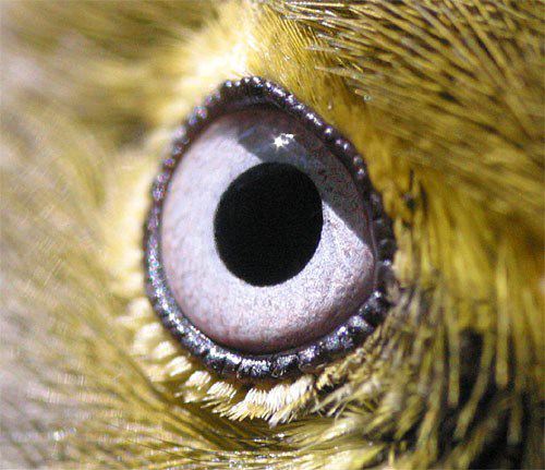 The "Eyes" Have It (Bird Eyes)