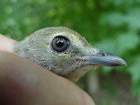 White-eyed Vireo fledgling