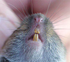 voles moles