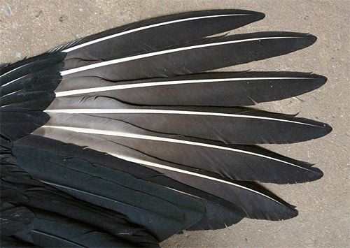 black-vulture-demise-coragyps-atratus