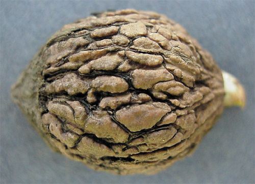 Black Walnut, Juglans nigra