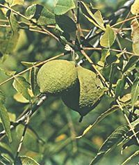 Black Walnut, Juglans nigra