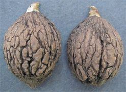 Black Walnut, Juglans nigra