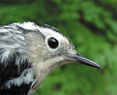 Black-and-white Warbler, female