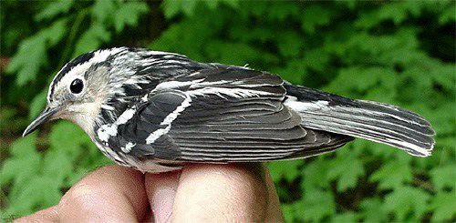 Black-and-white Warbler, female