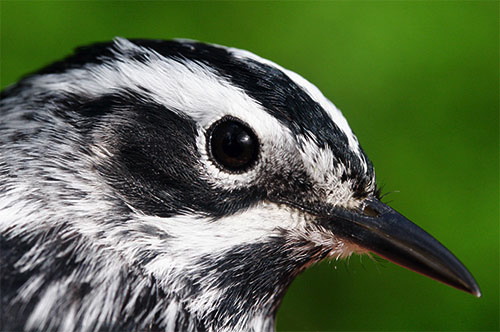 black and white birds of north america