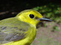 Hooded Warbler, female