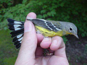 magnolia warbler (fall immature)