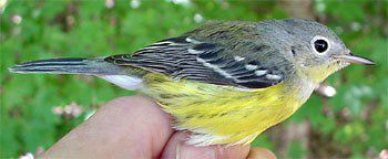 Magnolia Warbler, Dendroica magnolia, immature