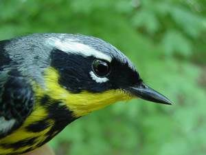 magnolia warbler (breeding male)