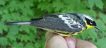 Magnolia Warbler, Dendroica magnolia, adult male