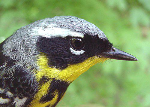 Magnolia Warbler, Dendroica magnolia, adult male