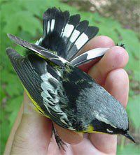 Magnolia Warbler, Dendroica magnolia, adult male