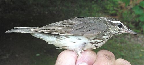 Louisiana Waterthrush, Seiurus motacilla